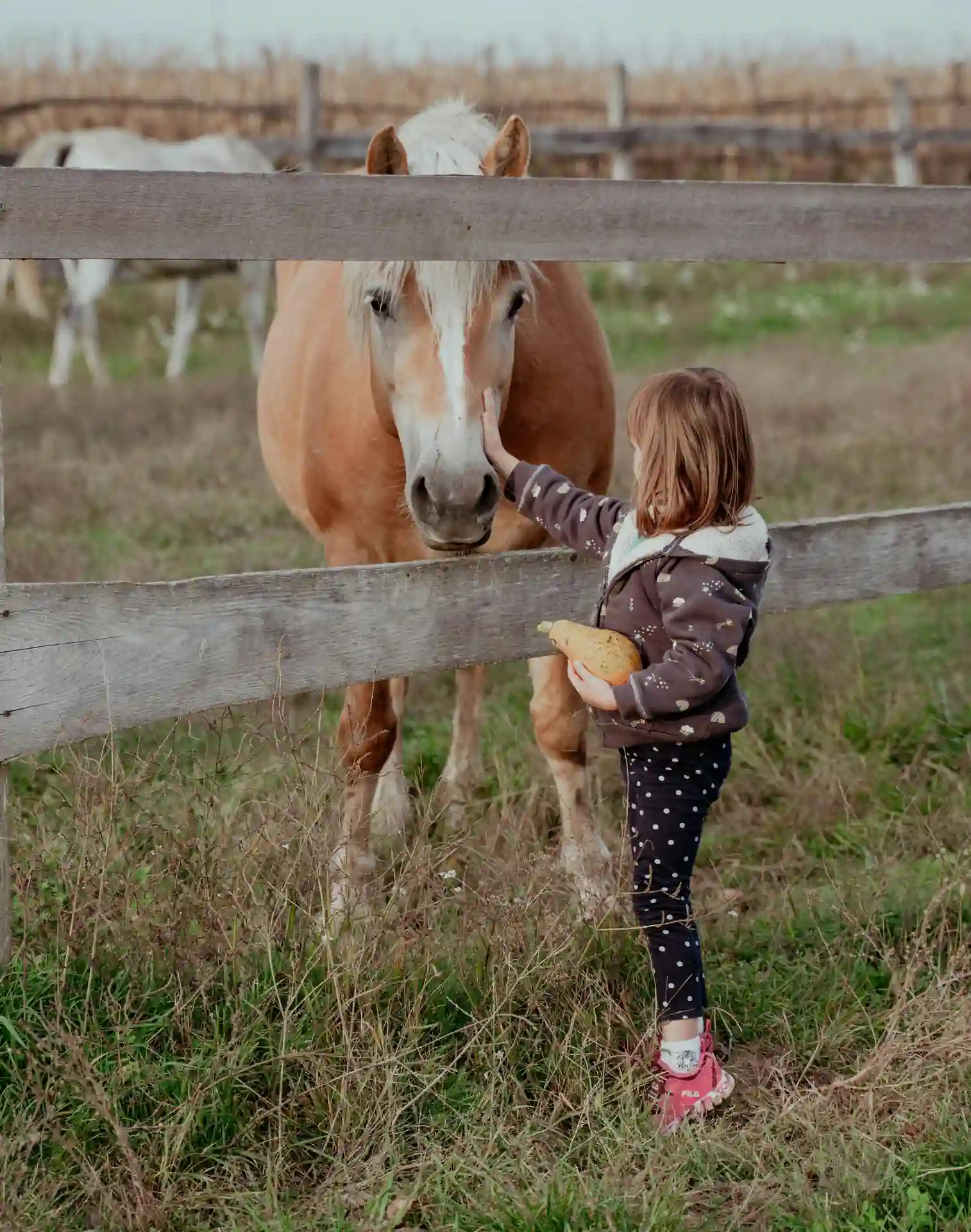 Equine Summer Riding Camp Program for kids in 4829 Switch Willo, Austin, TX 78727, United States.